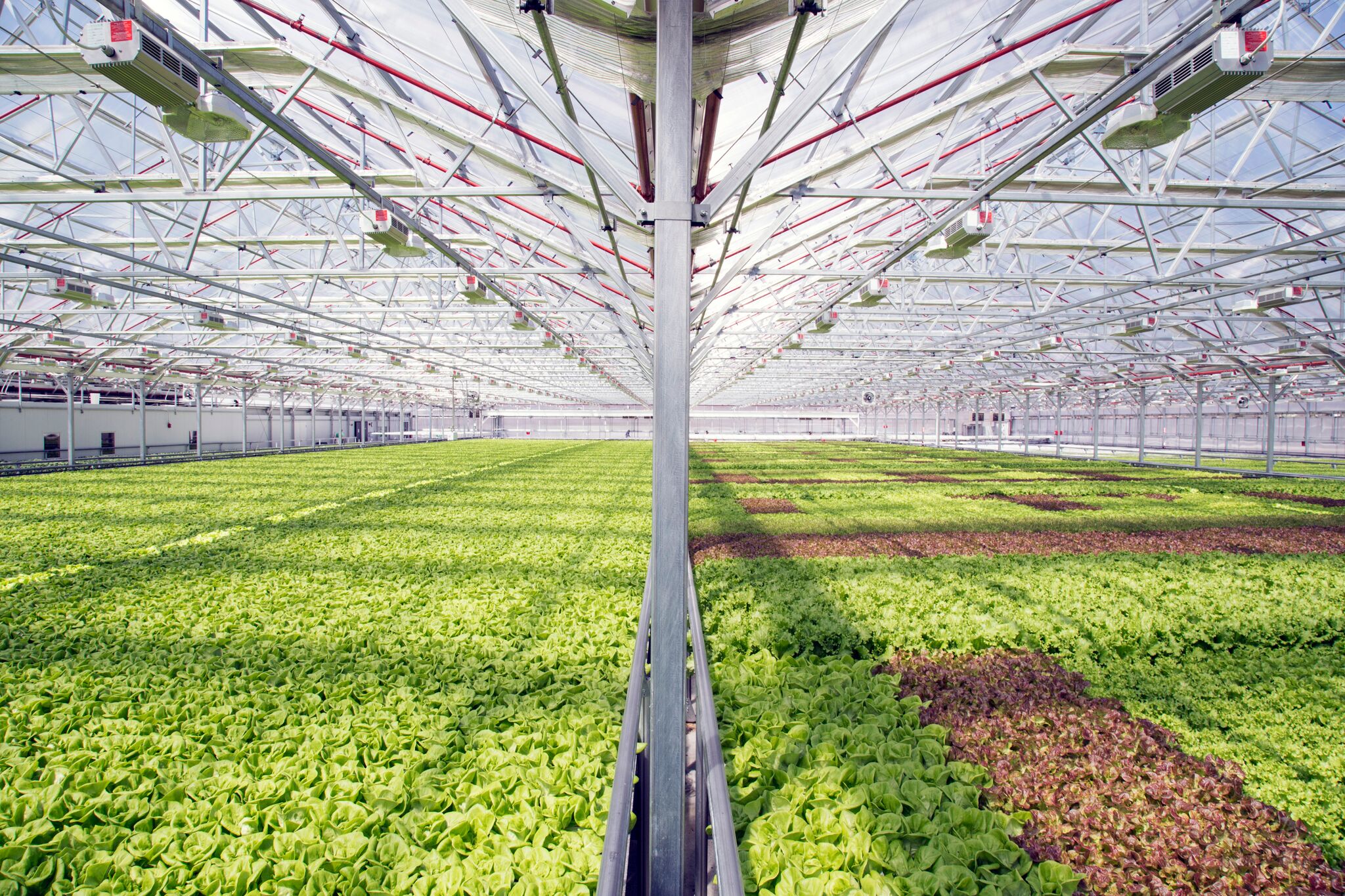 Gotham Greens opens new high-tech greenhouse in Providence, Rhode