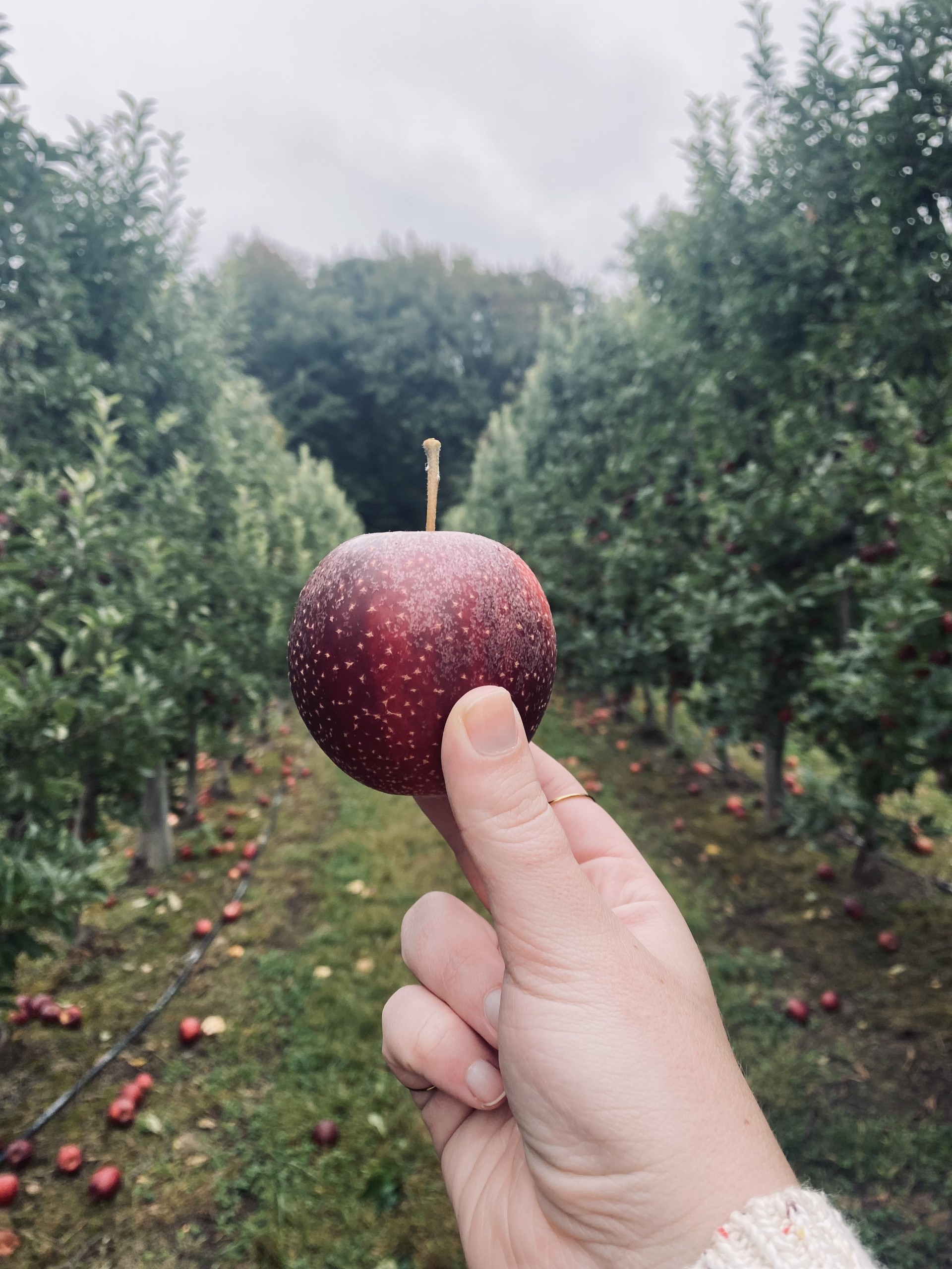 Kitchen tools for apple picking season